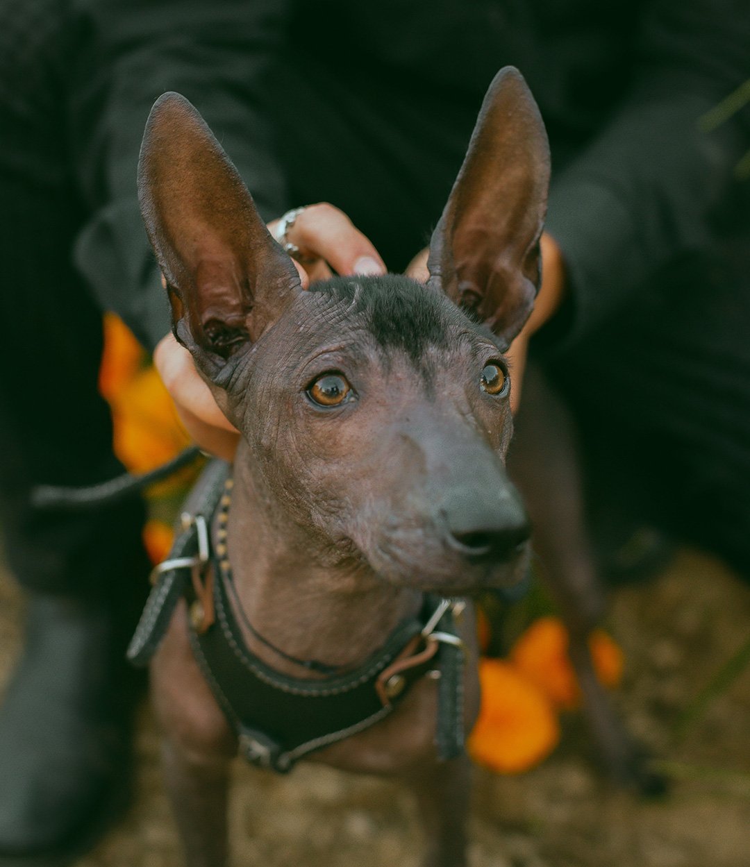 Canadian Service Dogs