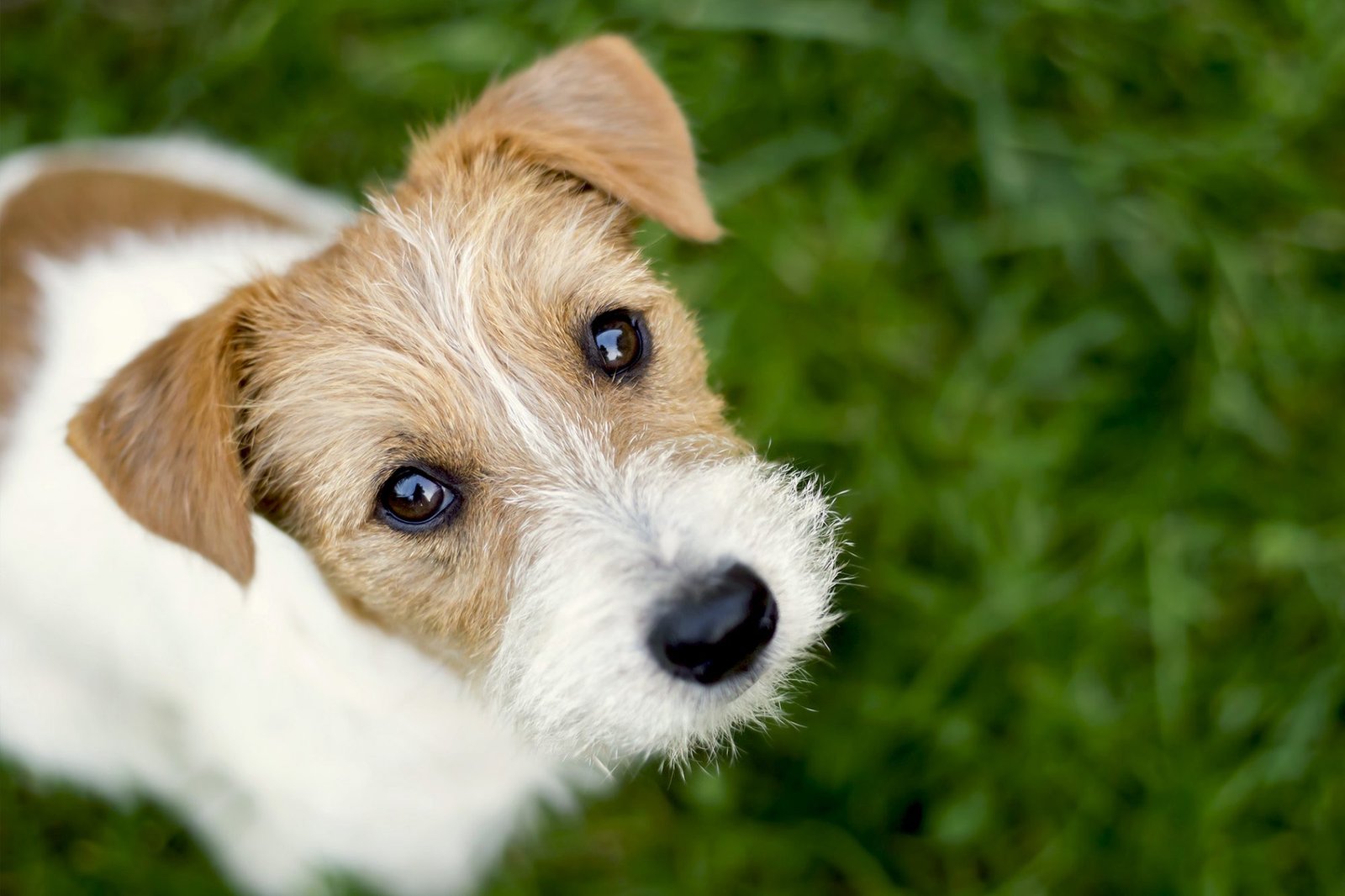 Canadian Service Dogs - Ginger Terrier